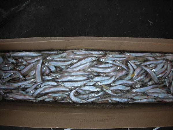 ХАМСА с/м н/р *33 (3пласта.11кг)   продажа пластами